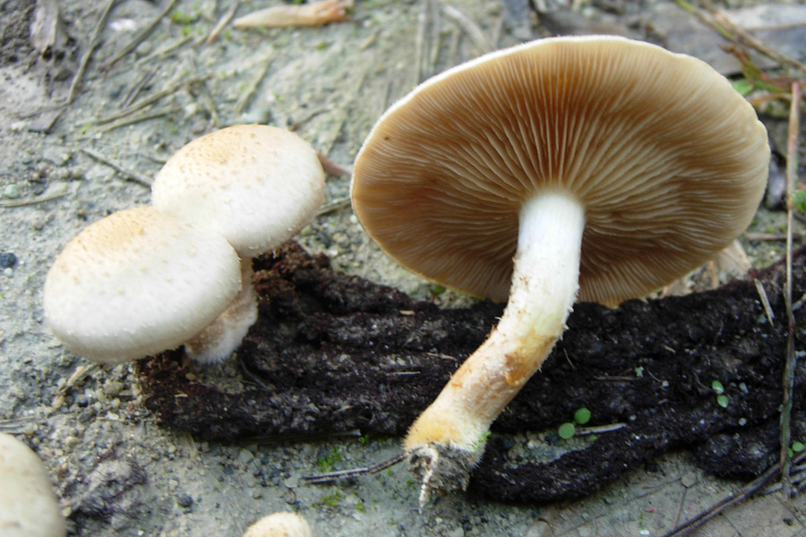 Pu essere Cystolepiota ? (cfr. Pholiota gummosa)